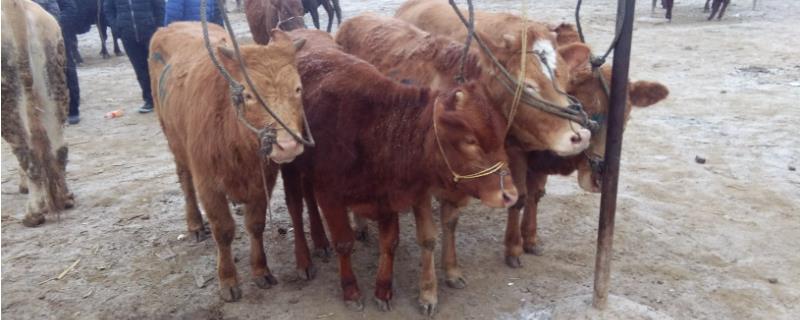 三百斤体重的肉牛大约是几个月大，生长五到六个月的时间就可以长到三百斤