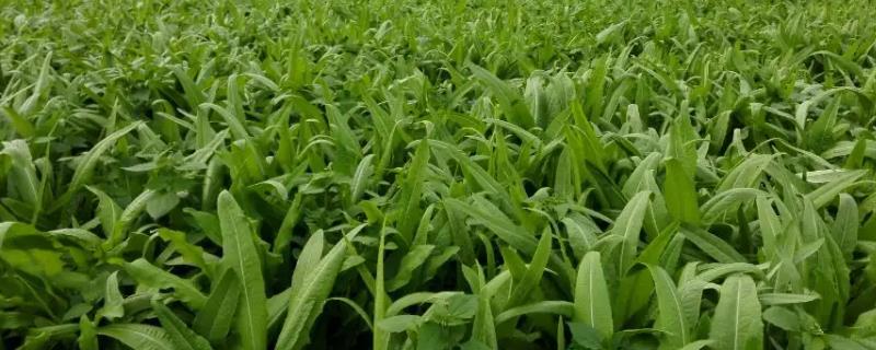 油麦菜应该几月份播种呢，春夏秋三个季节均可播种