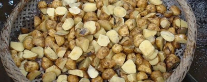 土豆快速催芽的具体方法有哪些，将其浸泡后可以直接埋入湿润沙床中