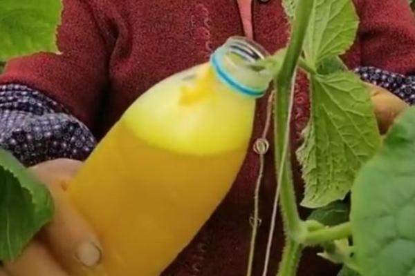 黄瓜人工授粉方法，提取雄花的花粉并转移至雌花中