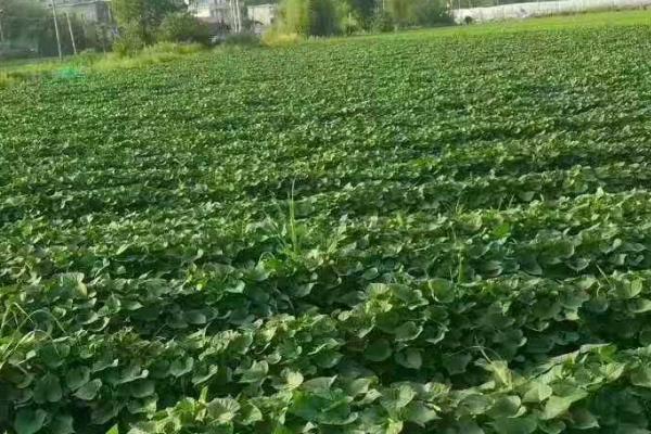 冬天能不能种植板薯，气温过低对板薯的生长不利