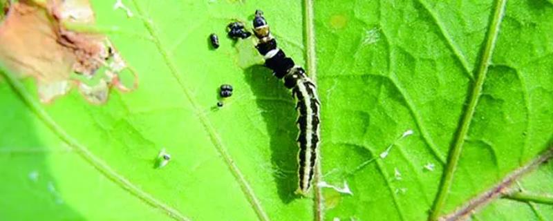 应该如何防治甘薯卷叶虫，在为害初期建议喷施新高脂膜