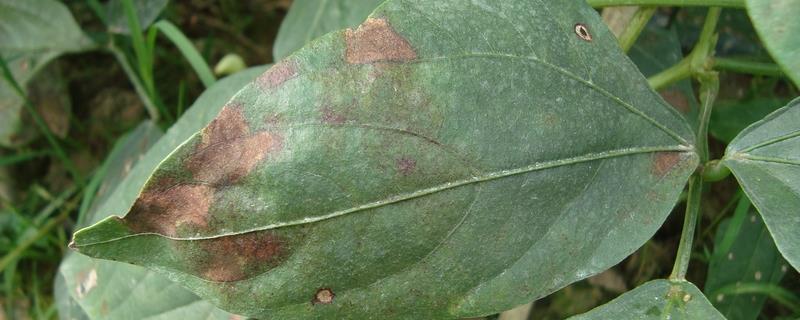 6月豆角叶霉病的防治技巧有哪些，发现患病植株后应当及时将其拔除