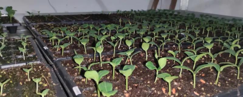 蔬菜苗出现畸形的详细防治方法，平时需加强苗期管理