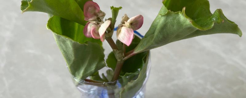 四季海棠花水培的具体操作方法，这两种简单方式你可以任意选择其中之一