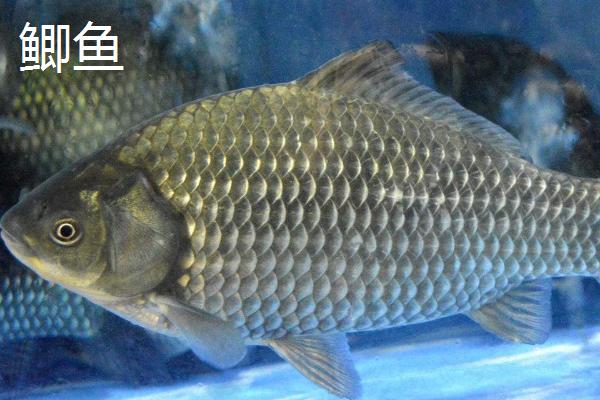 冬钓能不能使用朝天钩,可以使用且效果良好