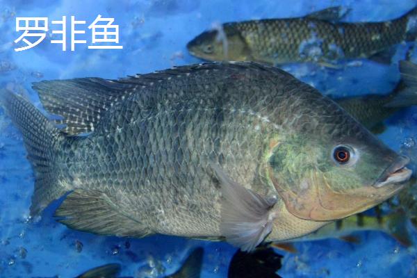 冬钓能不能使用朝天钩,可以使用且效果良好