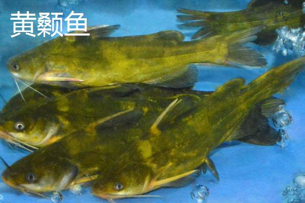 冬钓能不能使用朝天钩,可以使用且效果良好
