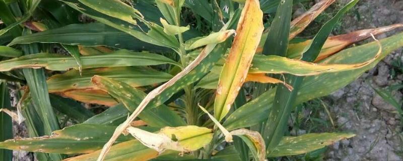 如何有效防治生姜叶枯病，发病严重的重复种植地块要与豆科作物进行轮作三年以上