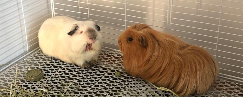 被荷兰猪咬伤出血后是否需要接种疫苗，处理完伤口后建议去医院注射破伤风疫苗