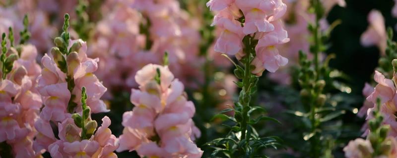 冬季饲养金鱼的注意事项，并且务必定期更换水质