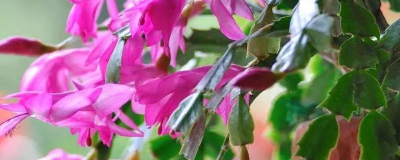 蟹爪兰在什么时候进行嫁接，通常在3至6月份以及9至10月份