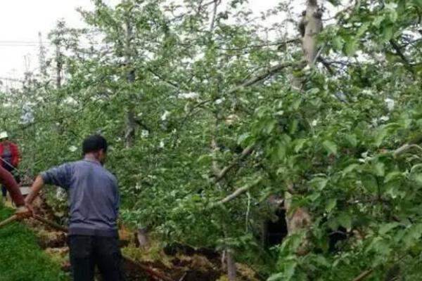 苹果树施肥时间,4-5月份可分别追施萌芽肥和花后肥