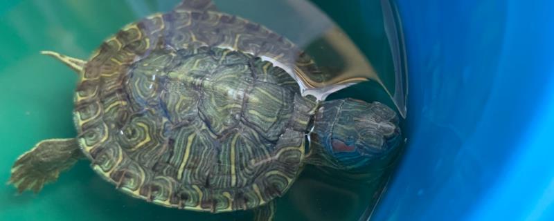 土霉素可以有效治疗乌龟的哪些常见疾病，针对肠炎和感冒以及皮肤等病症均可使用土霉素治疗