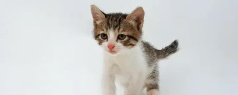 如何缓解母猫闹猫的相关症状，通过抚摸安慰的方式可以有效缓解