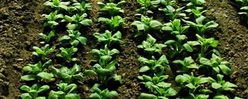 秋菠菜越冬保苗技术有哪些，采用覆盖防寒物的方法来提高抗寒能力