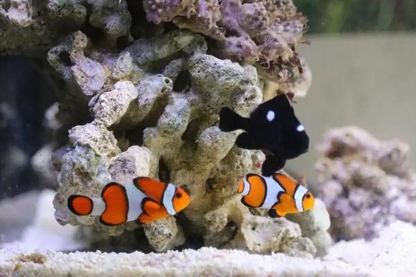 小丑鱼可不可以养,是水族馆和家庭鱼缸中的常见品种