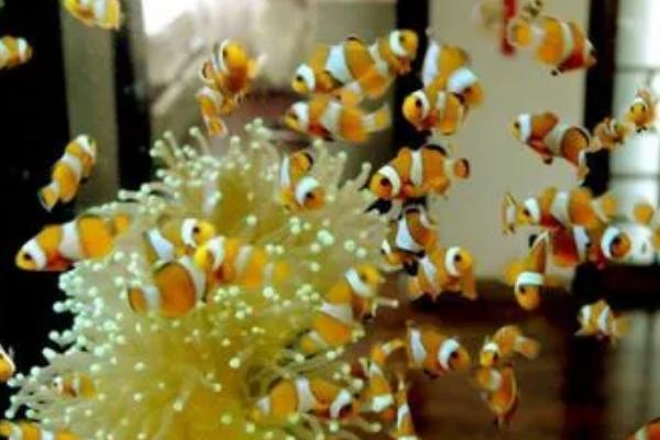 小丑鱼可不可以养,是水族馆和家庭鱼缸中的常见品种