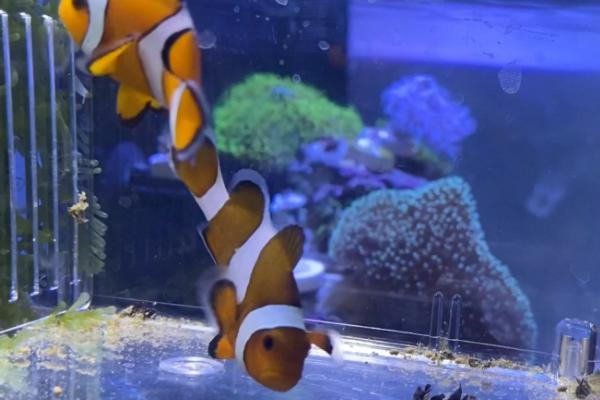 小丑鱼可不可以养,是水族馆和家庭鱼缸中的常见品种
