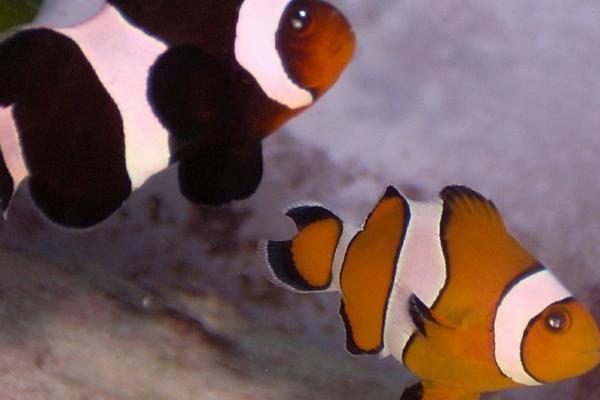 小丑鱼可不可以养,是水族馆和家庭鱼缸中的常见品种