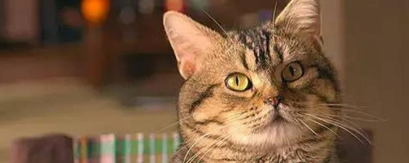 当猫咪给另一只猫舔毛时代表着什么，或许是在进行气味标记或宣示其主权