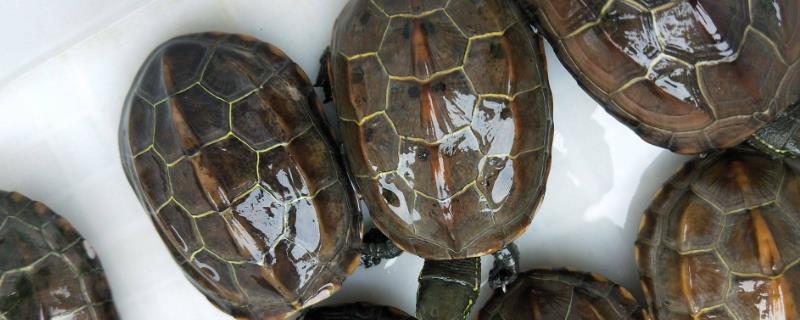 草龟真的会变成墨龟吗，而母草龟其实无法变成墨龟