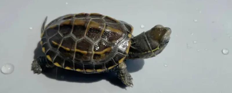 草龟的多种品种，按地域可细致分为安徽草龟、湖北草龟、江西草龟等7个品种类型