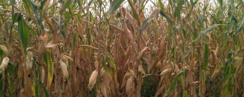 玉米青枯病是什么，这种病害通常会在灌浆期结束后才开始发生