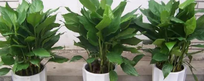 应当如何养殖广东万年青，在春秋季节里需要每隔3-4周追施1次饼肥水吗