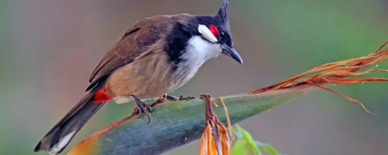红耳鹎的饲养方法主要有哪些，平时可以饲喂鸡饲料并应当注意经常洗浴