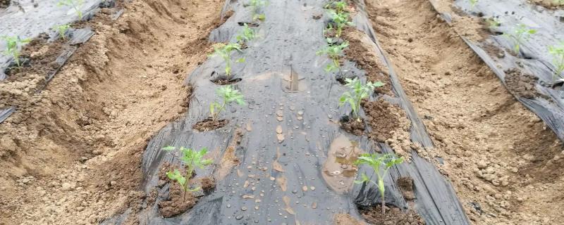 一个坑里面可以种植几棵西红柿幼苗,通常情况下只能种植1棵西红柿苗