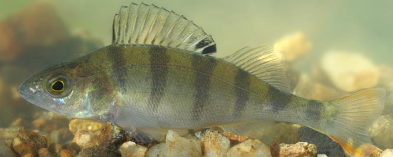 淡水鲈鱼的具体地理分布，广泛分布在全国范围内的各大淡水水域之中