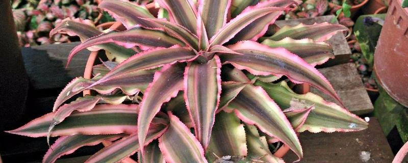 姬凤梨的养殖方法有哪些，生长旺季的时候需要经常给它浇水吗