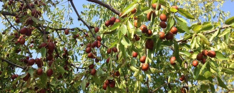 枣树具体有哪些生长特性，它喜温喜光、并且对土壤的要求不严格