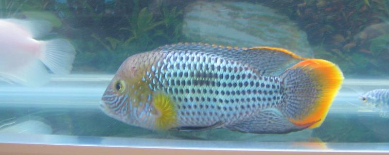 皇冠鱼和十间鱼的性格特点对比，它们二者皆为性情凶猛的鱼类且争斗时难以分出高下