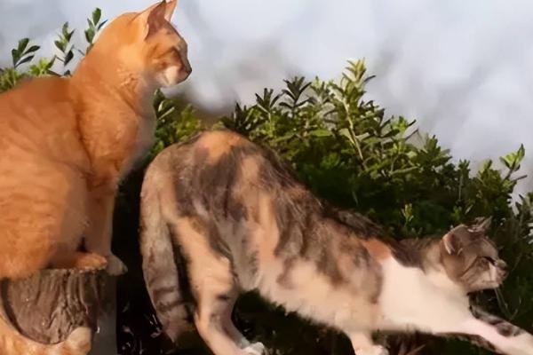 如何缓解母猫闹猫症状，抚摸安慰可缓解