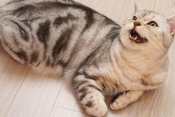 如何缓解母猫闹猫症状，抚摸安慰可缓解