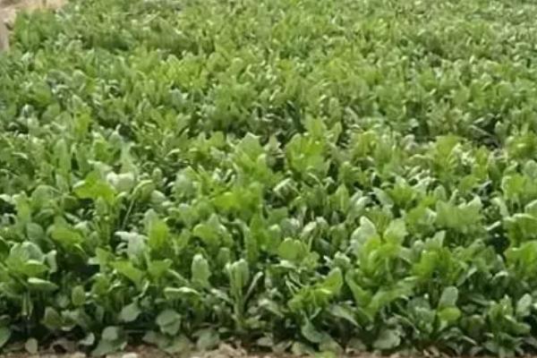 秋菠菜越冬保苗技术,覆盖防寒物抗寒