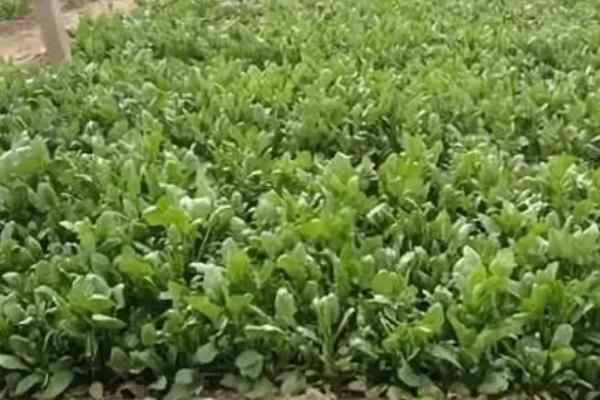 秋菠菜越冬保苗技术,覆盖防寒物抗寒