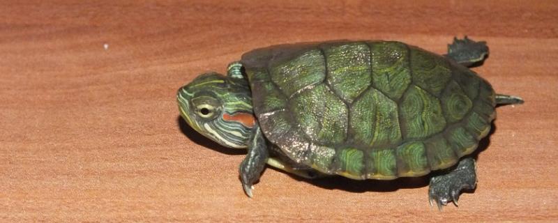 乌龟缸中能不能放置水草，虽然可以栽种但很容易被乌龟啃食