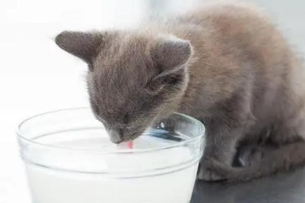 小猫喝纯牛奶的后果，饲喂后容易腹泻
