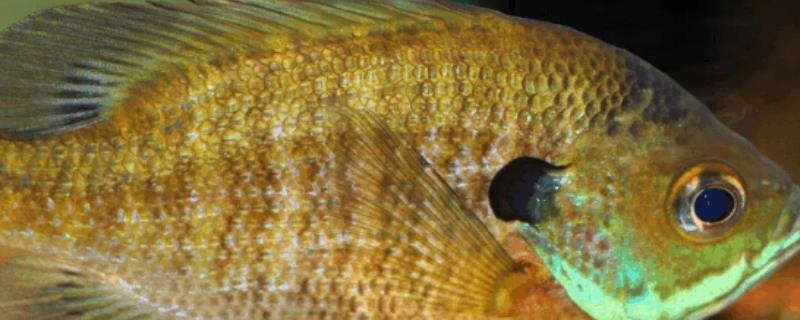 太阳鱼是否可以进行人工养殖，目前在我国已经能够开展大面积养殖了