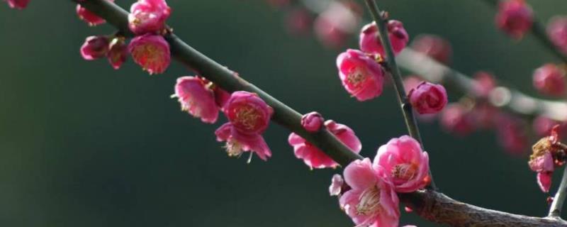 梅花常见害虫具体该怎么防治，梅毛虫可以使用杀螟松喷雾进行防治