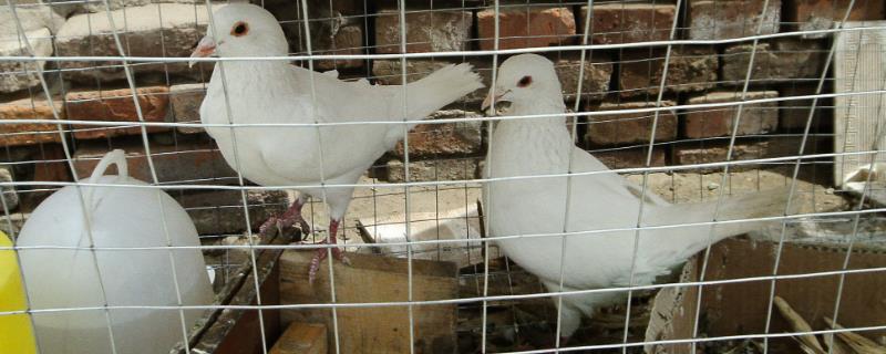 笼养鸽子要如何才能够快速繁殖，只需要将雌雄种鸽放在一起让它们自然交配即可