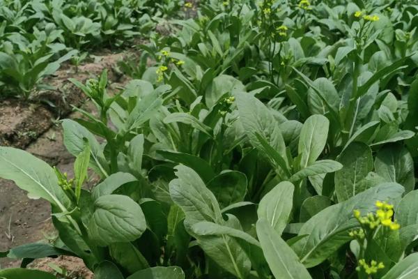 叶菜类蔬菜的施肥技术，因菜类施肥