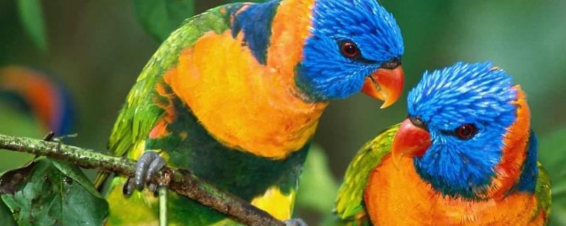 鹦鹉孵蛋具体需要经过多长时间才能孵出幼鸟，通常情况下大约需要二十天左右的时间