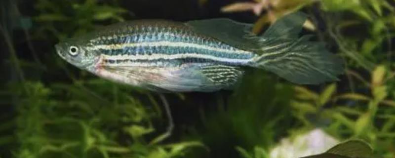 斑马鱼产卵之后该如何正确孵化，将鱼缸水温控制在24度左右即可自然孵化