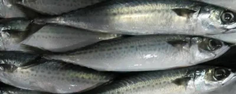 青占鱼的小刺究竟多不多，它是否属于刺比较少的鱼类