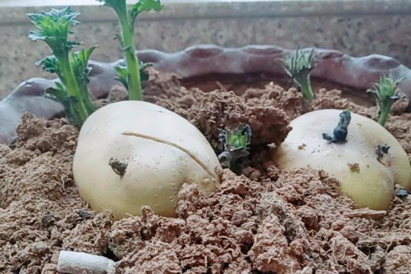 土豆快速催芽方法，浸泡后可埋入沙床中