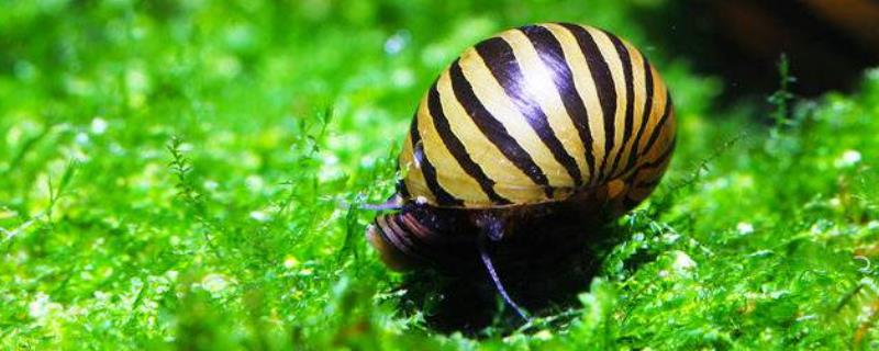 斑马螺平时都吃什么食物，它们主要以水中的浮游生物和各类藻类为食